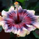 20 Cream Pink Purple Hibiscus Seeds Flowers Perennial Bloom Garden
