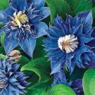 25 Double Blue Clematis Seeds Bloom Flowers Perennial Seed Garden Flower