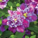 25 Piilu Clematis Seeds Bloom Flowers Perennial Seed Garden Flower