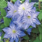 25 Light Blue Clematis Seeds Bloom Flowers Perennial Seed Garden Flower
