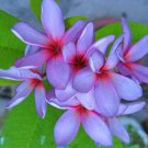5 Light Purple Pink Plumeria Seeds Bloom Flowers Perennial Seed Garden Flower