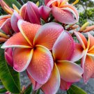 5 Orange Pink White Plumeria Seeds Bloom Flowers Perennial Seed Garden Flower