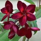 5 Dark Red Plumeria Seeds Bloom Flowers Perennial Seed Garden Flower