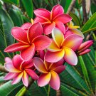 5 Orange Pink Plumeria Seeds Bloom Flowers Perennial Seed Garden Flower