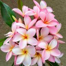 5 Pale Pink Plumeria Seeds Bloom Flowers Perennial Seed Garden Flower