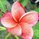 5 Orange Pink Plumeria Seeds Bloom Flowers Perennial Seed Garden Flower