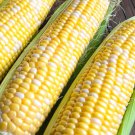 Ambrosia F1 Hybrid Corn 25 seeds per pack