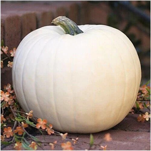 Valenciano Pumpkin 5 seeds per pack