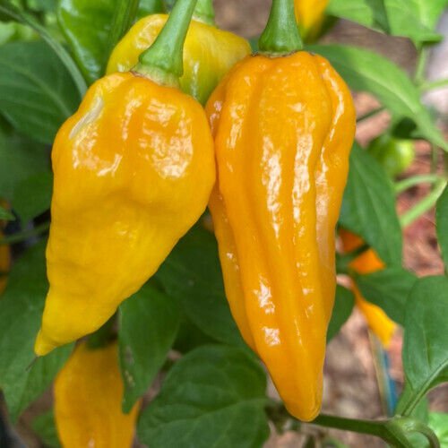 Fatalii Pepper 5 seeds per pack