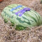 Carolina Cross Watermelon 5 seeds per pack