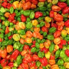 Aji Dulce Pepper 10 seeds per pack