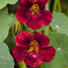 Black Velvet Nasturtium 10 seeds per pack