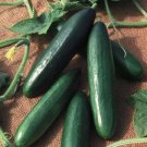 Diva Cucumber 10 seeds per pack