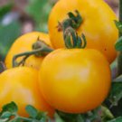 Mountain Gold Tomato 10 seeds per pack