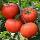 Big Beef Tomato (F1 Hybrid) 10 seeds per pack