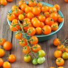 Sungold Tomato / Sun Gold Tomato (F1) 10 seeds per pack