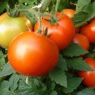 Early Girl Tomato (F1) 10 seeds per pack