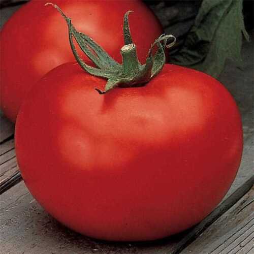 Better Boy Tomato VFN F1 Hybrid 10 seeds per pack