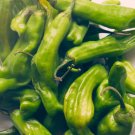 Shishito Pepper 10 seeds per pack