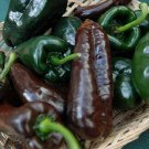 Mulato Isleno Poblano Pepper 10 seeds per pack