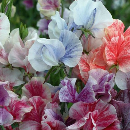 Streamer Mix Sweet Pea 10 seeds per pack