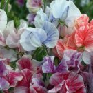 Streamer Mix Sweet Pea 10 seeds per pack