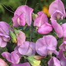 Royal Lavender Sweet Pea 10 seeds per pack