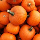 New England Pie Pumpkin 15 seeds per pack