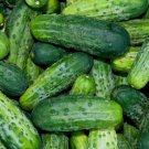 Bush Pickle Cucumber (F1 Hybrid) 15 seeds per pack