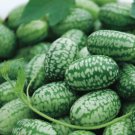 Mexican Sour Gherkin Cucumber  Mouse Melon 15 seeds per pack