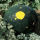 Moon & Stars Watermelon 15 seeds per pack