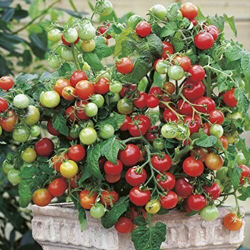 Tiny Tim Tomato 15 seeds per pack