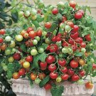 Tiny Tim Tomato 15 seeds per pack