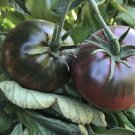 Black Sea Man Tomato 15 seeds per pack
