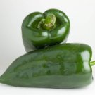 Poblano Pepper 15 seeds per pack