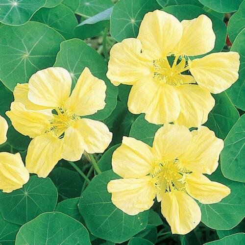 Moonlight Nasturtium 15 seeds per pack