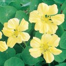Moonlight Nasturtium 15 seeds per pack