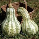 Cushaw Green Striped Pumpkin 20 seeds per pack