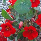Empress Of India Nasturtium 20 seeds per pack