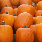 Jack O Lantern Pumpkin 20 seeds per pack