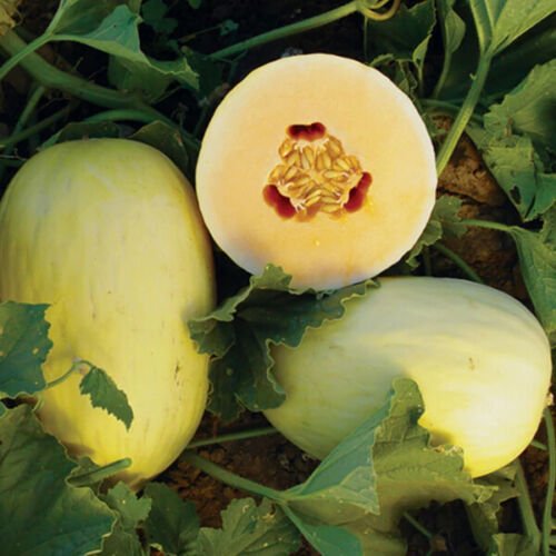 Crenshaw Melon 20 seeds per pack