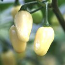 White Habanero Pepper 20 seeds per pack