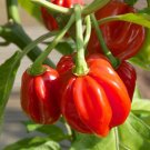 Red Scotch Bonnet Pepper 20 seeds per pack