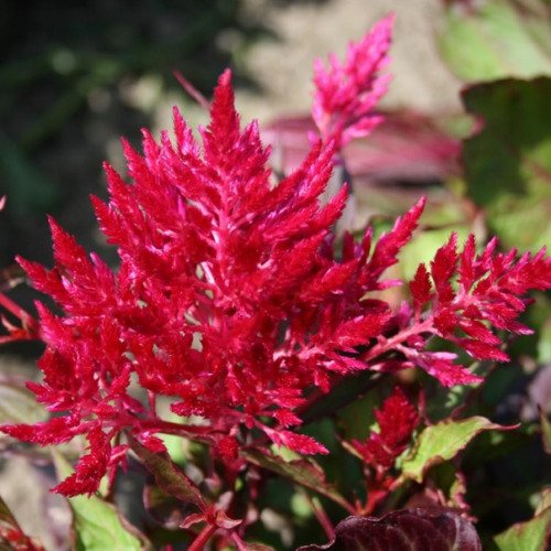 Scarlet Plume Celosia 20 seeds per pack