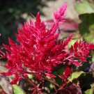 Scarlet Plume Celosia 20 seeds per pack