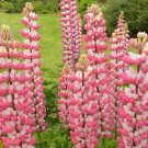 Chatelaine Lupine 20 seeds per pack