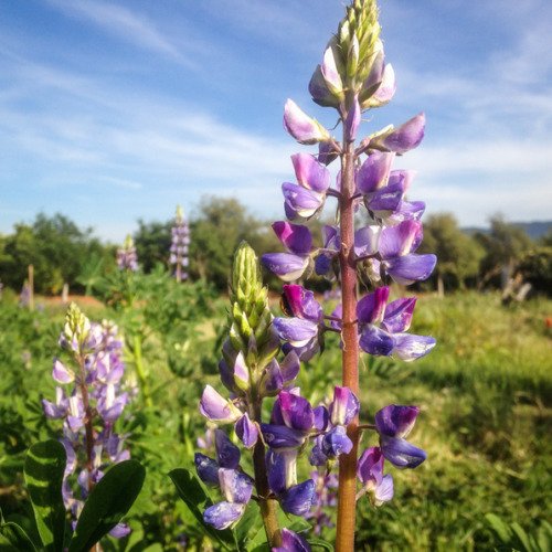 Arroyo Lupine 20 seeds per pack