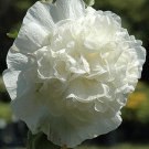 Chaters Double White Hollyhock 20 seeds per pack