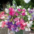 Bijou Mix Sweet Pea 20 seeds per pack