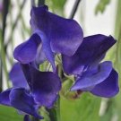 Royal Navy Blue Sweet Pea 20 seeds per pack
